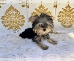 Small Photo #27 Yorkshire Terrier Puppy For Sale in HAYWARD, CA, USA