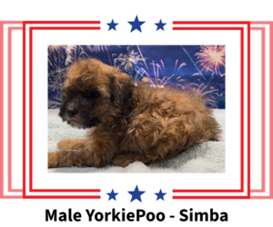 Poodle (Toy)-Yorkshire Terrier Mix Puppy for sale in AZLE, TX, USA