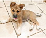 Small #8 German Shepherd Dog Mix