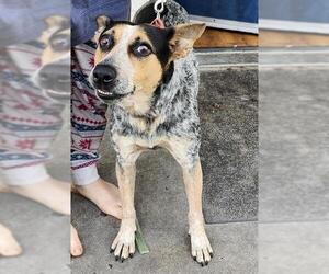 Mutt Dogs for adoption in San Antonio, TX, USA