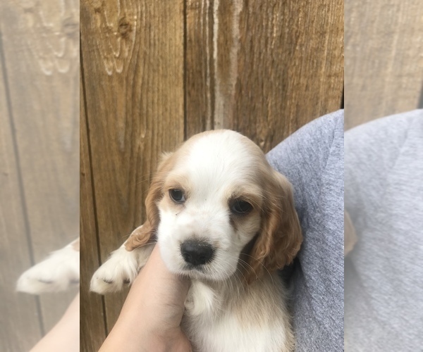 Medium Photo #1 Cocker Spaniel Puppy For Sale in BEAVER, PA, USA