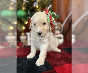 Goldendoodle Puppy for sale in MARYVILLE, MO, USA
