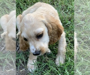 Cocker Spaniel Puppy for sale in SAN DIEGO, CA, USA