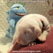 Small Photo #200 Dogo Argentino Puppy For Sale in PINEVILLE, MO, USA