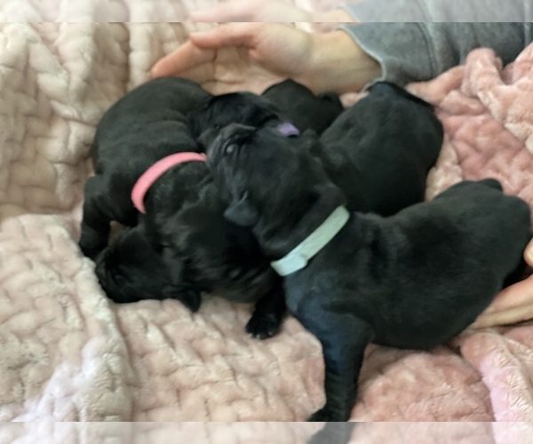 Medium Photo #2 Cane Corso-Labrador Retriever Mix Puppy For Sale in ROSEVILLE, CA, USA