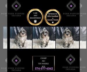Poodle (Miniature) Puppy for sale in WARSAW, IN, USA