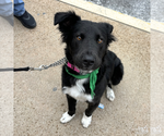 Small #3 Border Collie Mix