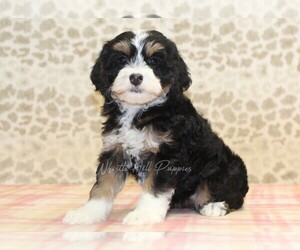 Miniature Bernedoodle Puppy for Sale in DENVER, Pennsylvania USA