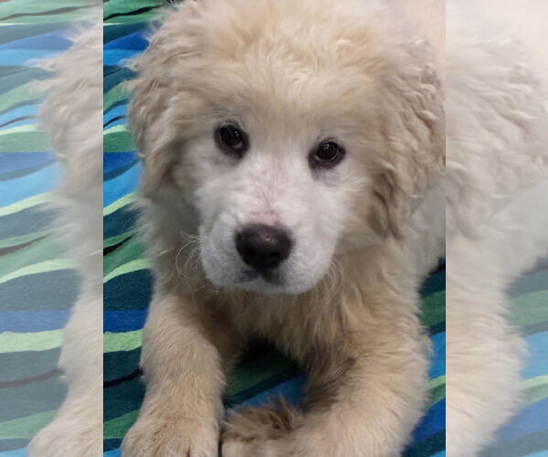 Medium Photo #1 Labrenees Puppy For Sale in Wheaton, IL, USA