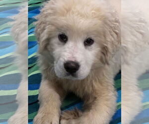 Labrenees Dogs for adoption in Wheaton, IL, USA