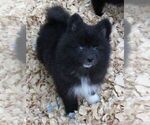 Small Photo #6 Huskimo Puppy For Sale in SEBRING, FL, USA