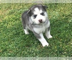 Small Photo #17 Siberian Husky Puppy For Sale in GLENDALE, AZ, USA