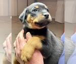 Puppy 6 Rottweiler