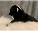 Small Photo #6 Bulldog Puppy For Sale in JACKSONVILLE, FL, USA