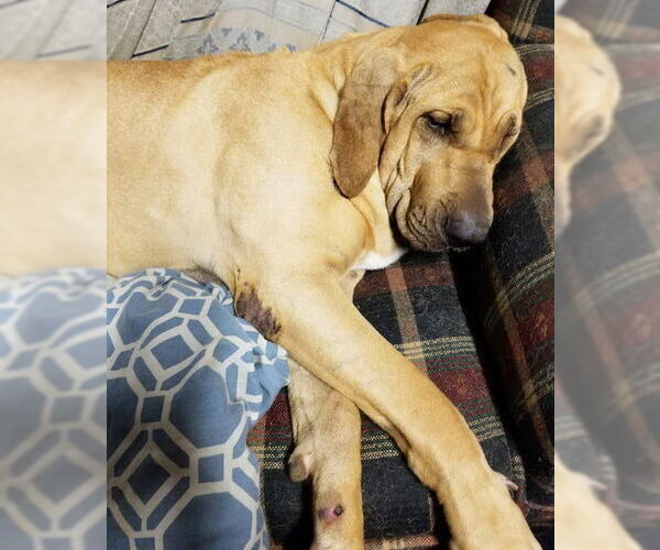 Medium Photo #7 Fila Brasileiro Puppy For Sale in Jasper, AL, USA