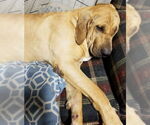 Small #6 Fila Brasileiro