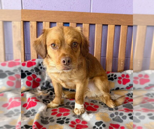 Medium Photo #1 Pug-Unknown Mix Puppy For Sale in Genesee, WI, USA