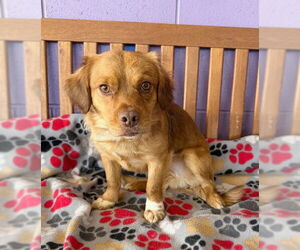 Pug-Unknown Mix Dogs for adoption in Genesee, WI, USA