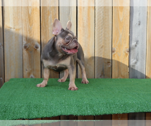 Medium Photo #4 French Bulldog Puppy For Sale in HOUSTON, TX, USA