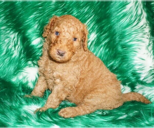 Medium Photo #2 Labradoodle Puppy For Sale in LA HABRA, CA, USA