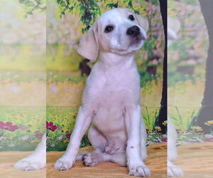 Labrador Retriever-Unknown Mix Dogs for adoption in Wetumpka, AL, USA