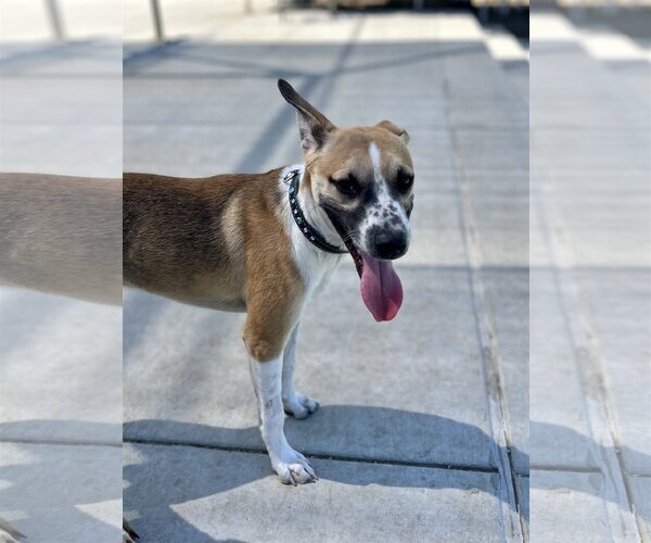 Medium Photo #4 Mutt Puppy For Sale in Dana Point, CA, USA