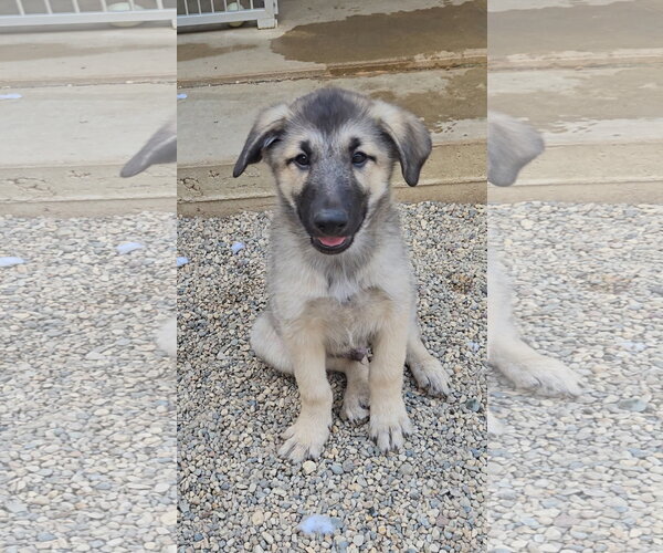 Medium Photo #2 Mutt Puppy For Sale in Estherville, IA, USA