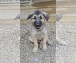 Small #1 Mutt
