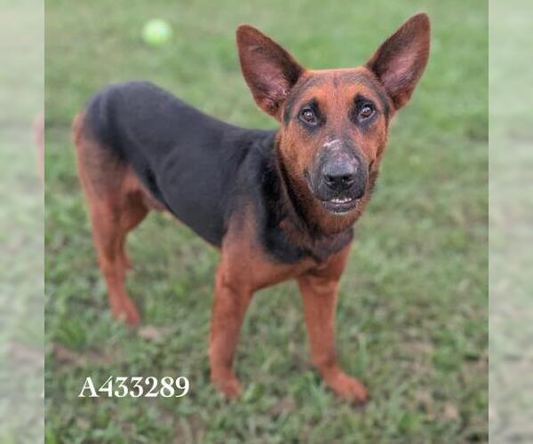 Medium Photo #1 German Shepherd Dog-Unknown Mix Puppy For Sale in Conroe, TX, USA