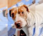 Small #1 American Staffordshire Terrier Mix