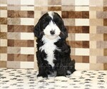 Fairy - Female Bernedoodle (Miniature)-Cavapoo (Miniature) Mix Puppy for Sale - Photo #3