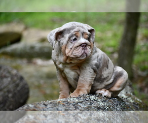 English Bulldog Puppy for sale in KINGWOOD, WV, USA