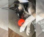 Small #2 Mutt