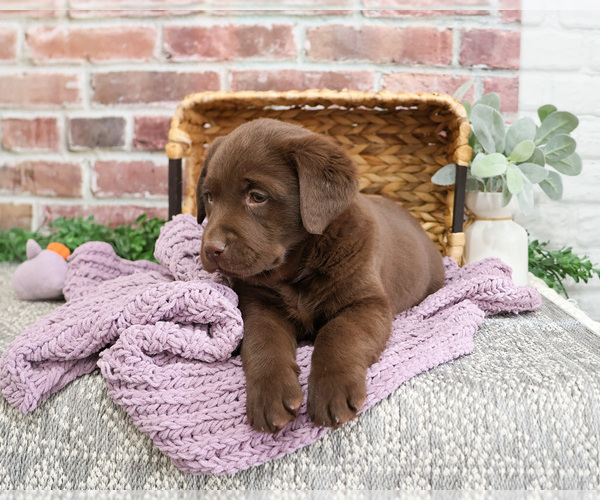 Medium Photo #6 Labrador Retriever Puppy For Sale in SYRACUSE, IN, USA