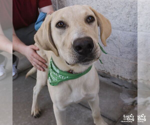 Medium Photo #7 Labrador Retriever-Retriever  Mix Puppy For Sale in Washington, DC, USA