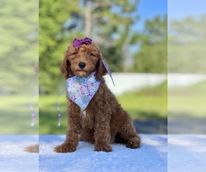 Goldendoodle Puppy for sale in FROSTPROOF, FL, USA