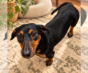 Daisy  -  Bonded With Norman  -  So Ca - Female Dachshund Dog for Adoption - Photo #3