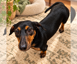 Small Photo #3 Dachshund Puppy For Sale in Los Angeles, CA, USA