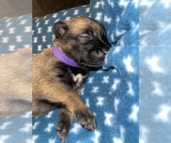 Medium Photo #189 Belgian Malinois Puppy For Sale in REESEVILLE, WI, USA