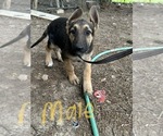 Small Photo #4 German Shepherd Dog Puppy For Sale in SPARTANBURG, SC, USA