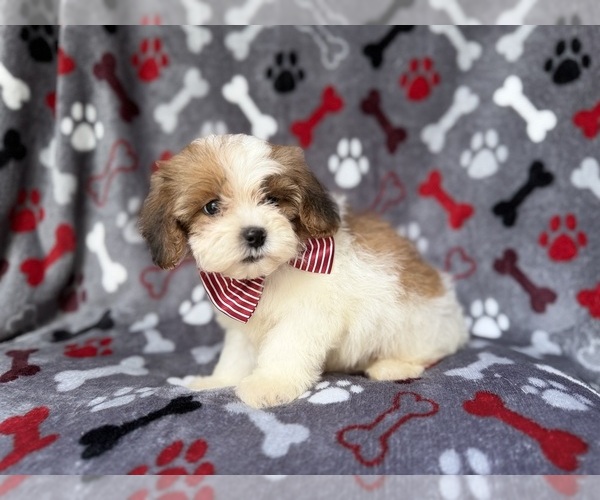 Medium Photo #3 ShihPoo Puppy For Sale in LAKELAND, FL, USA