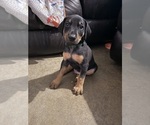 Puppy Green Doberman Pinscher