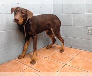 Doberman Pinscher-Unknown Mix Dogs for adoption in Downey, CA, USA