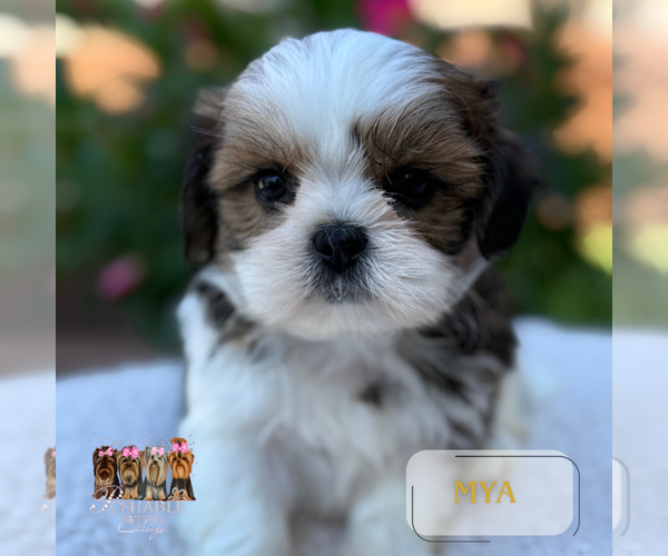 Medium Photo #7 Shih Tzu Puppy For Sale in ADDISON, IL, USA