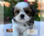 Small #6 Shih Tzu