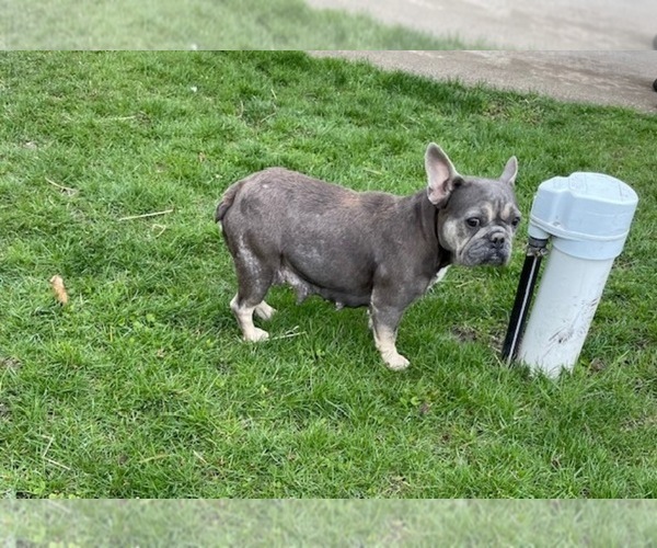 Medium Photo #1 French Bulldog Puppy For Sale in MIDDLEBURY, IN, USA