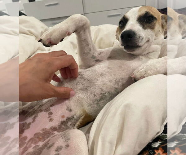 Medium Photo #3 Rat-Cha Puppy For Sale in Corona, CA, USA