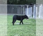 Small #3 Labrador Retriever Mix