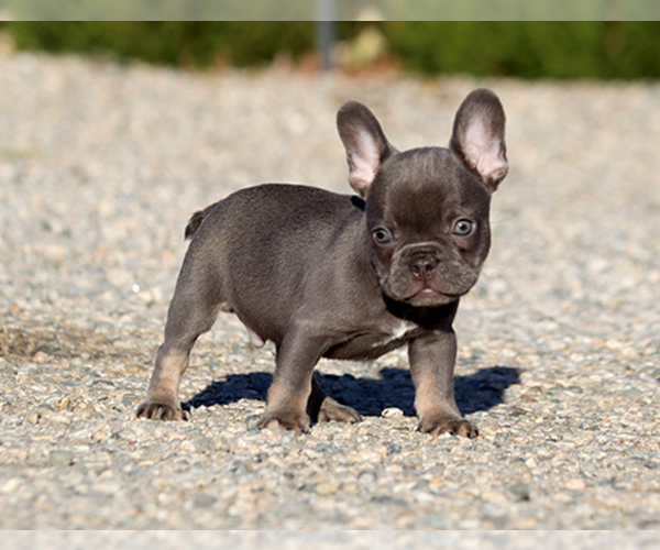 Medium Photo #2 French Bulldog Puppy For Sale in LITTLEROCK, CA, USA