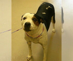 Great Dane-Unknown Mix Dogs for adoption in Sanford, FL, USA